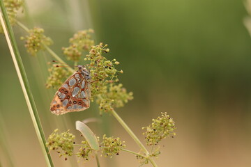 una farfalla issoria lathonia su un fiore