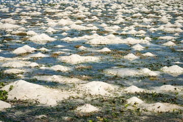 Unique coastal landscape in Zanzibar during low tide, featuring small sand mounds and green seaweed scattered across the shallow ocean floor under bright sunlight.