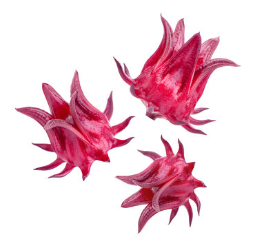 Fresh roselle fruits isolated on white background