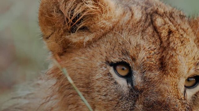 A close up of a lion yawning