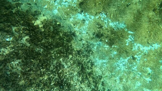 White mold from marine fungi among mussels on the sandy seabed in the Black Sea at a beach near Odesa