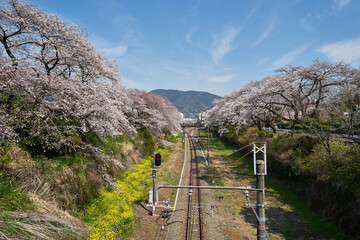 神奈川県　春の御殿場線　山北駅の桜の回廊
