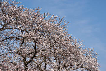 Naklejka premium 神奈川県 春の御殿場線 山北駅の桜