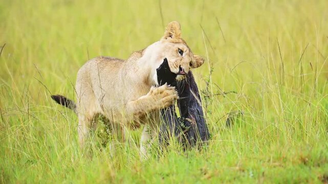 A lion cub biting on a burnt wood, the other lion approaching