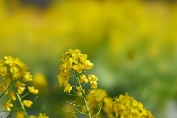 神奈川県　春の御殿場線　山北駅の菜の花