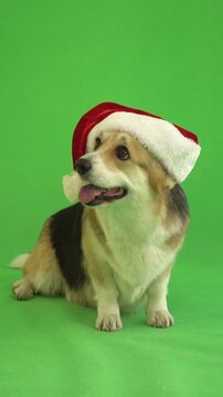 funny dog in santa claus hat on a green screen