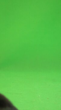 welsh corgi lies and walks on green screen