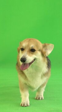 welsh corgi stands and stands and walks on green screen