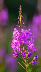 Vibrant purple fireweed blooms in sharp focus against a blurred green field, bathed in warm sunlight, showcasing nature's beauty