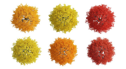白背景に並べられた6本の秋の紅葉樹の俯瞰図