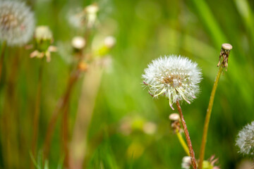 Obraz premium Dandelion close-up on a spring meadow. Dandelion seeds in the sunlight blowing away across a fresh green morning background
