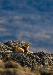 Puma resting in mountain environment, Torres del Paine National Park, Patagonia, Chile.