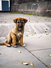 Small abandoned stray mongrel dog