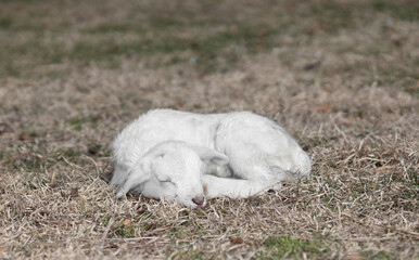 Napping two day old white sheep lamb