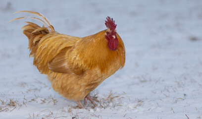 Chicken rooster walking across the snow