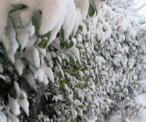 Siepe coperta con la neve
