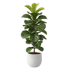 Obraz premium A lush Fiddle Leaf Fig plant in a textured white pot, ideal for modern interior design, home staging, botanical content, or real estate marketing projects,
