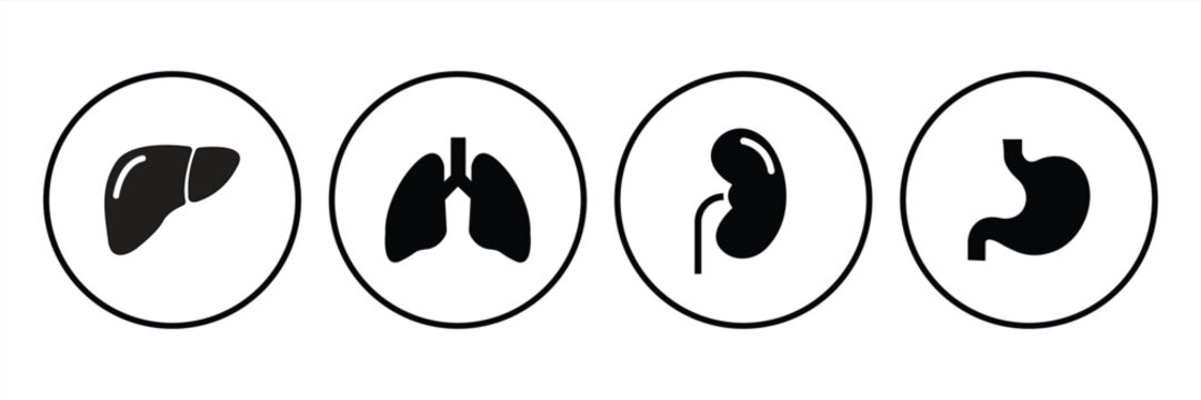 Set of human internal organ vector icons. Liver, kidneys, stomach and lungs. Vector 10 Eps.