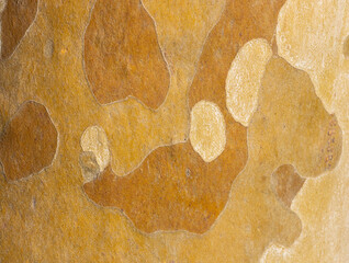 Platan, Platane, Platanus sycamore, plane trunk symbol. Texture made of Platan, Platane, sycamore,...