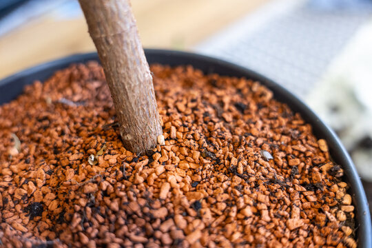 Houseplant pot with dried leaves and exposed stems. Soil surface and plant stress caused by fungus gnat infestation, indoor plant problem