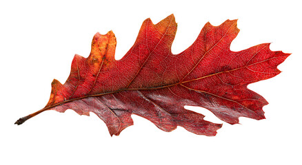 Fototapeta premium Close-up of a vibrant, autumn-hued oak leaf, showcasing detailed veins on black background