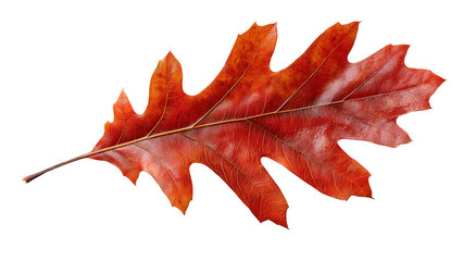 Naklejka premium A single, vibrant red oak leaf against a stark black background, showcasing intricate details