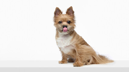 Yorkshire terrier sitting and licking nose on white background. Concept of pet emotion cues, appetite signals, behavioral observation, everyday dog communication for training and care materials.