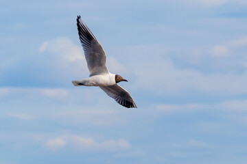 Obraz premium A common black-headed gull flies high against a blue sky.