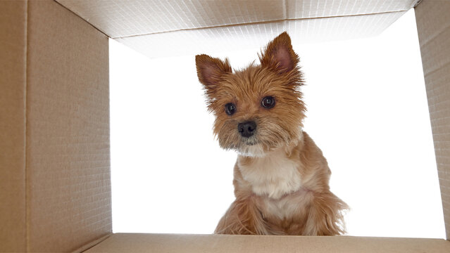 Yorkshire terrier sitting inside cardboard box on white background. Concept of moving services, relocation, storage solutions, home delivery, calm reliable service emotion. - Powered by Adobe