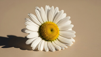 Flower White Daisy on Beige Surface