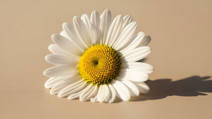 Daisy Flower White Petals Yellow Center Close Up