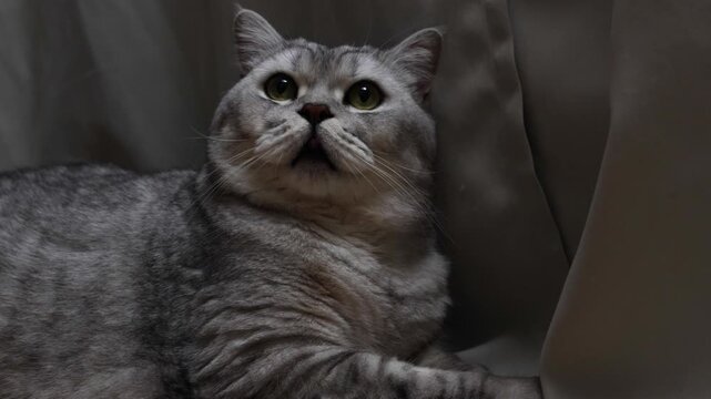 Close-up portrait of a grumpy British Shorthair cat with striking grey tabby markings