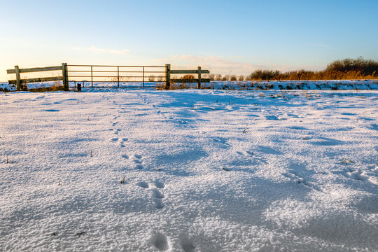 In the foreground are paw prints in pristine snow. In the background is a closed iron gate. The photo was taken at the end of a sunny day during the Dutch winter season.