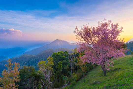 Cherry blossom tree on green hill with mountain and colorful sky at sunset, Monson View Point Angkhang Chiang Mai Thailand