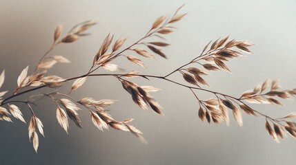 Delicate Dried Grass Stalk on Soft Neutral Gradient