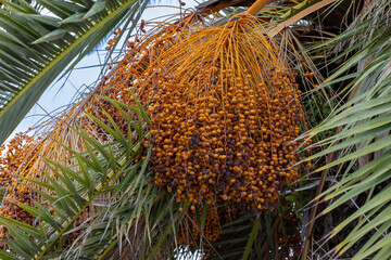 Dates on a palm tree, Bizerte, Tunisia