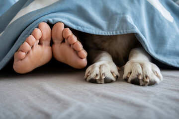 Obraz premium Human feet and dog paws side by side under blanket. Peaceful companionship in cozy home setting.