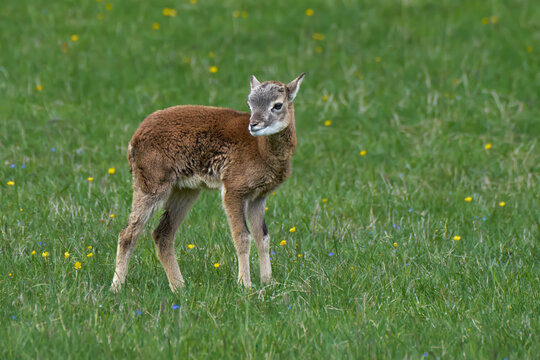 Lamm des Europ&auml;ischen Mufflon (Ovis gmelini musimon) steht auf einer Wiese im Fr&uuml;hling