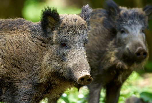 Zwei Wildschweine (Sus scrofa) mit einem Portrait in Nahaufnahme - Baden-W&uuml;rttemberg, Deutschland