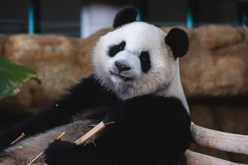 Gardinen Panda Cute Giant panda at Zoo Negara Malaysia  © AbdulRazak