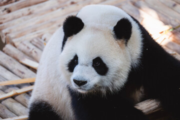 Obraz premium Cute Giant panda at Zoo Negara Malaysia