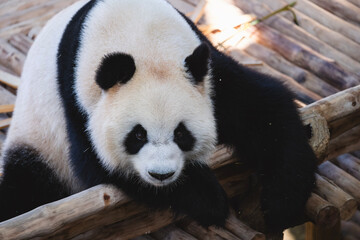 Obraz premium Cute Giant panda at Zoo Negara Malaysia