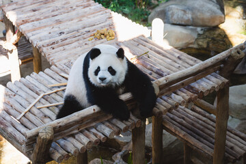 Cute Giant panda at Zoo Negara Malaysia