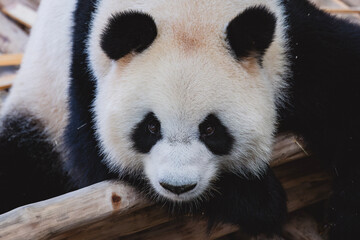 Fototapeta premium Cute Giant panda at Zoo Negara Malaysia