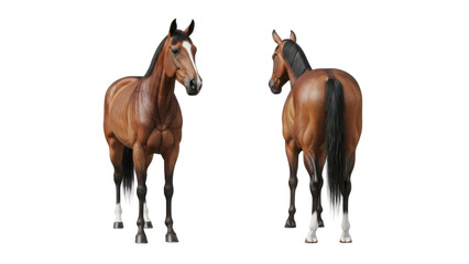 Fototapeta premium Front and Back View of a Brown Bay Horse Isolated on White Background