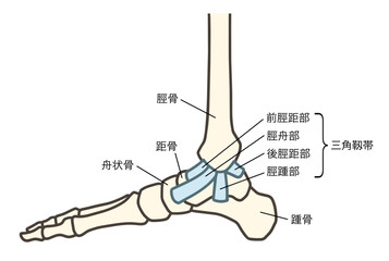 足の骨格の内側、足関節と三角靱帯