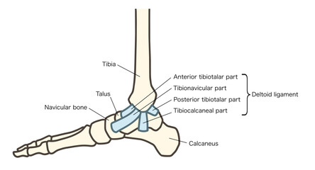 足の骨格の内側、足関節と三角靱帯