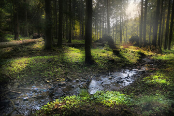 Lichtstimmung im Wald