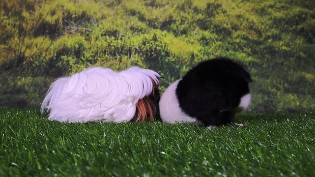 meerschweinchen tier natur nager putzen