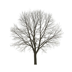 Obraz premium Bare Tree Silhouette Isolated on White Background, Winter Season, No Leaves